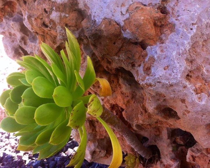 Вилла Vacaciones La Marina Costa Blanca Экстерьер фото